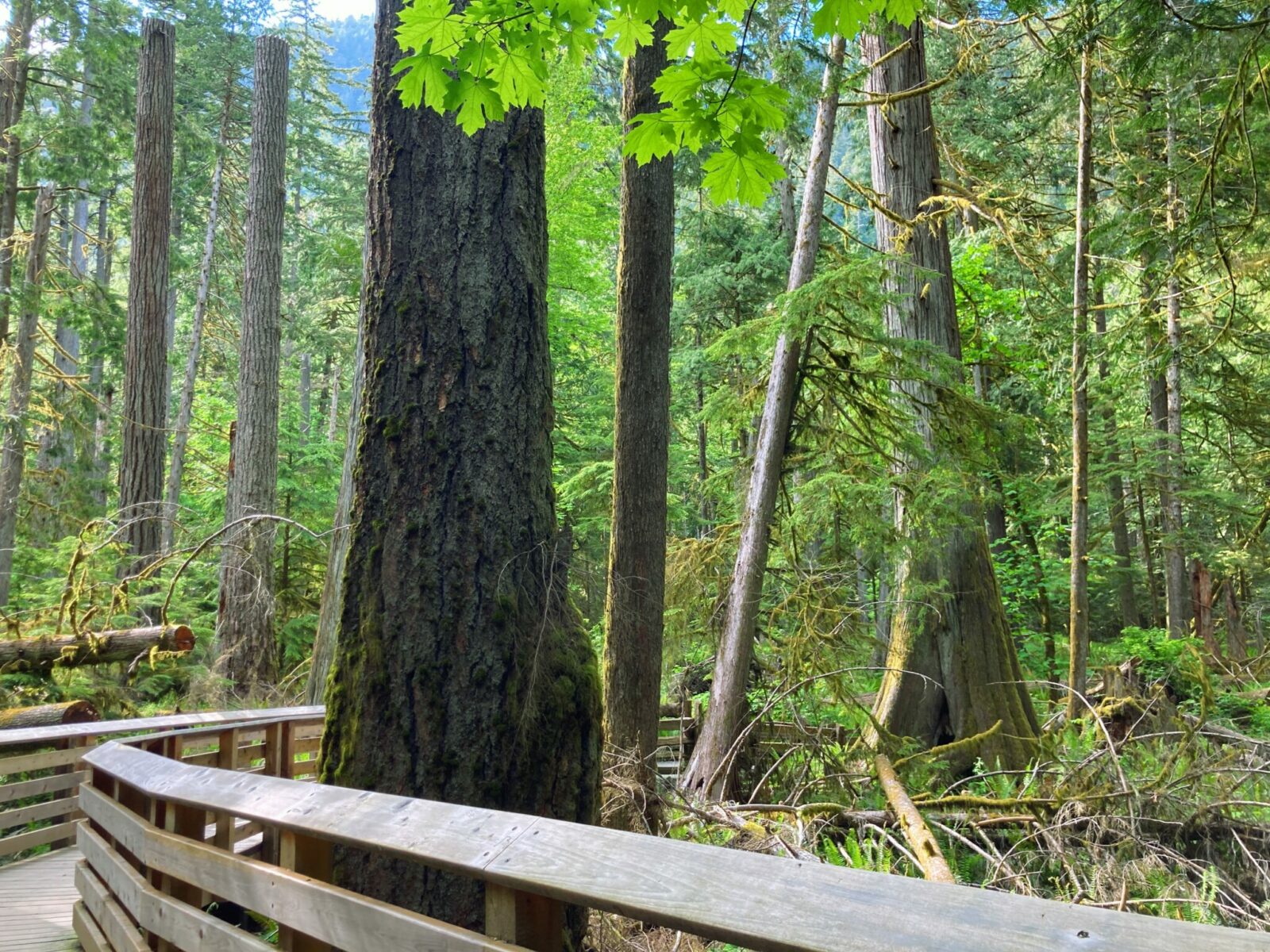 Old growth trees with a boardwalk winding around them on Vancouver Island