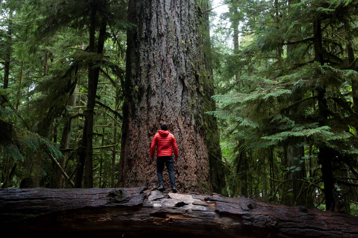 A person stands on a log looking up the side of an old growth douglas fir tree in an evergreen forest