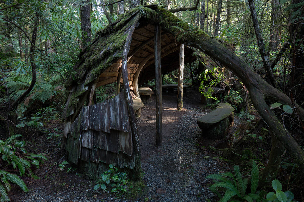 A wooden structure in a mossy overgrown rainforest.