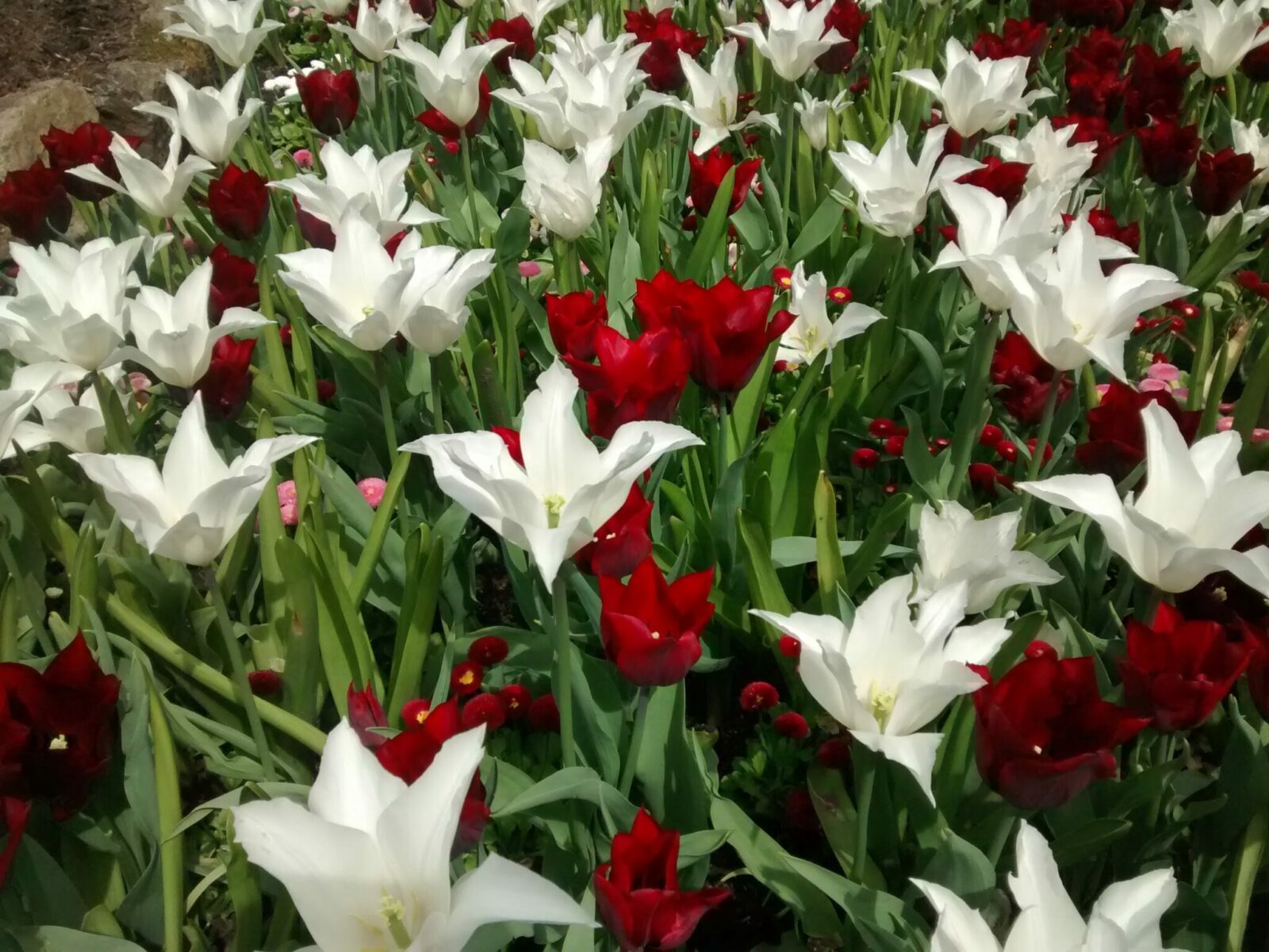 A field of red and white tulips