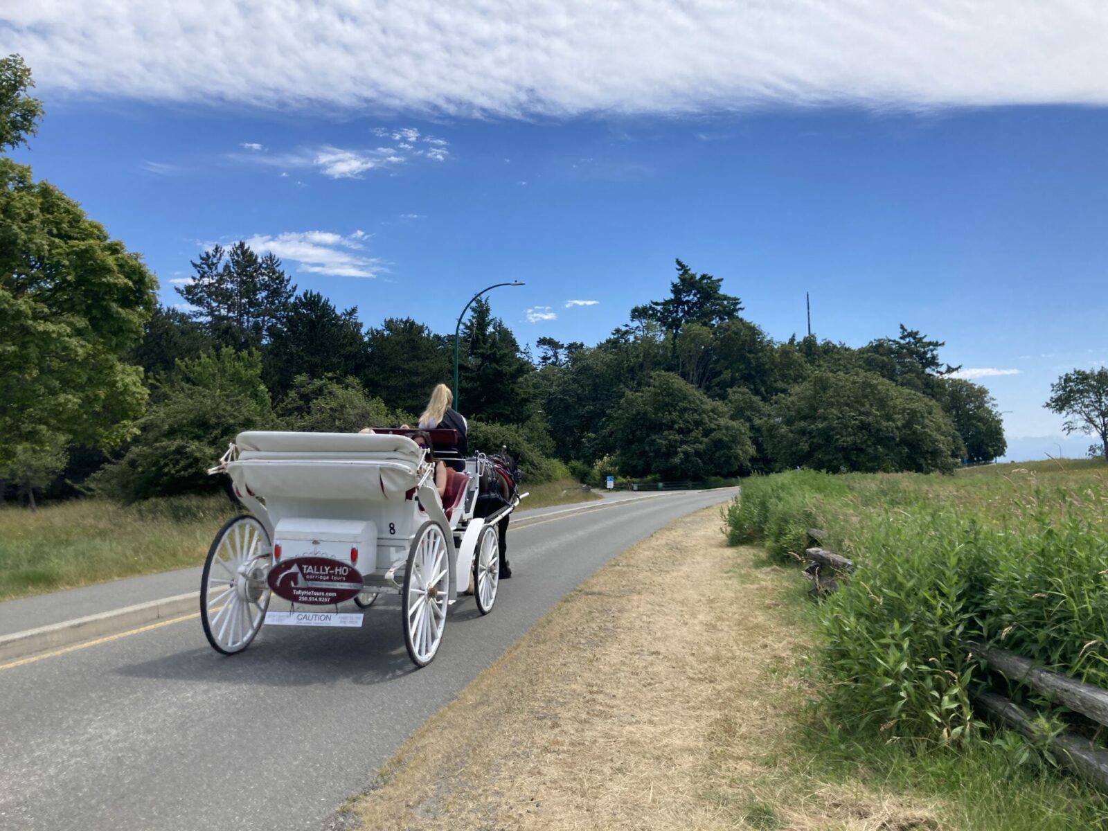 A white horse carriage on a road in the the forest of Beacon Hill Park in Victoria is a good way to get around on a day trip to Victoria