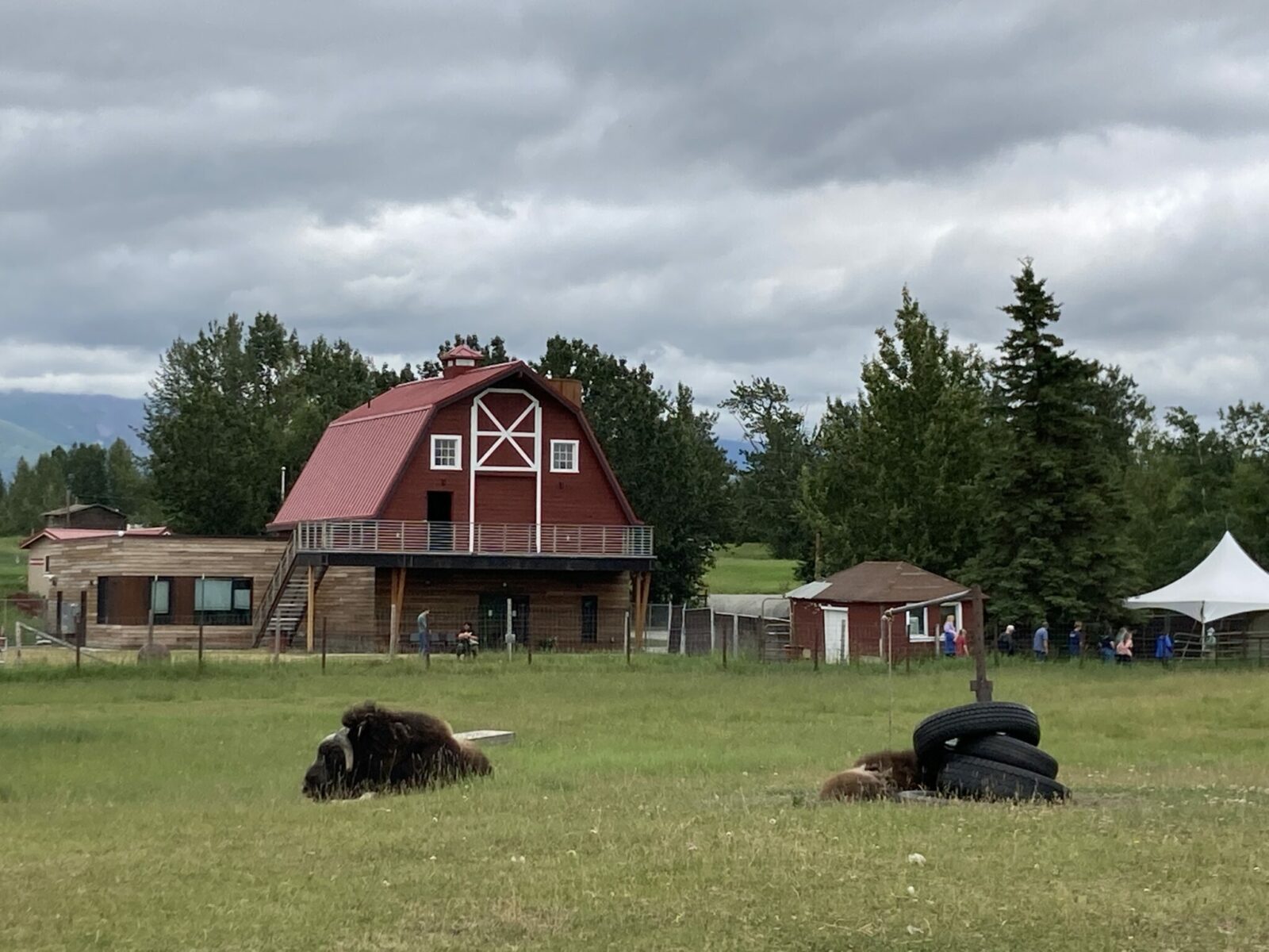 A highlight of the drive from Anchorage to McCarthy, the Palmer Musk Ox farm is pictured with a mother musk ox laying down next to her baby, who is mostly hidden behind a pile of tires. There is a red barn in the background and group of people starting a tour