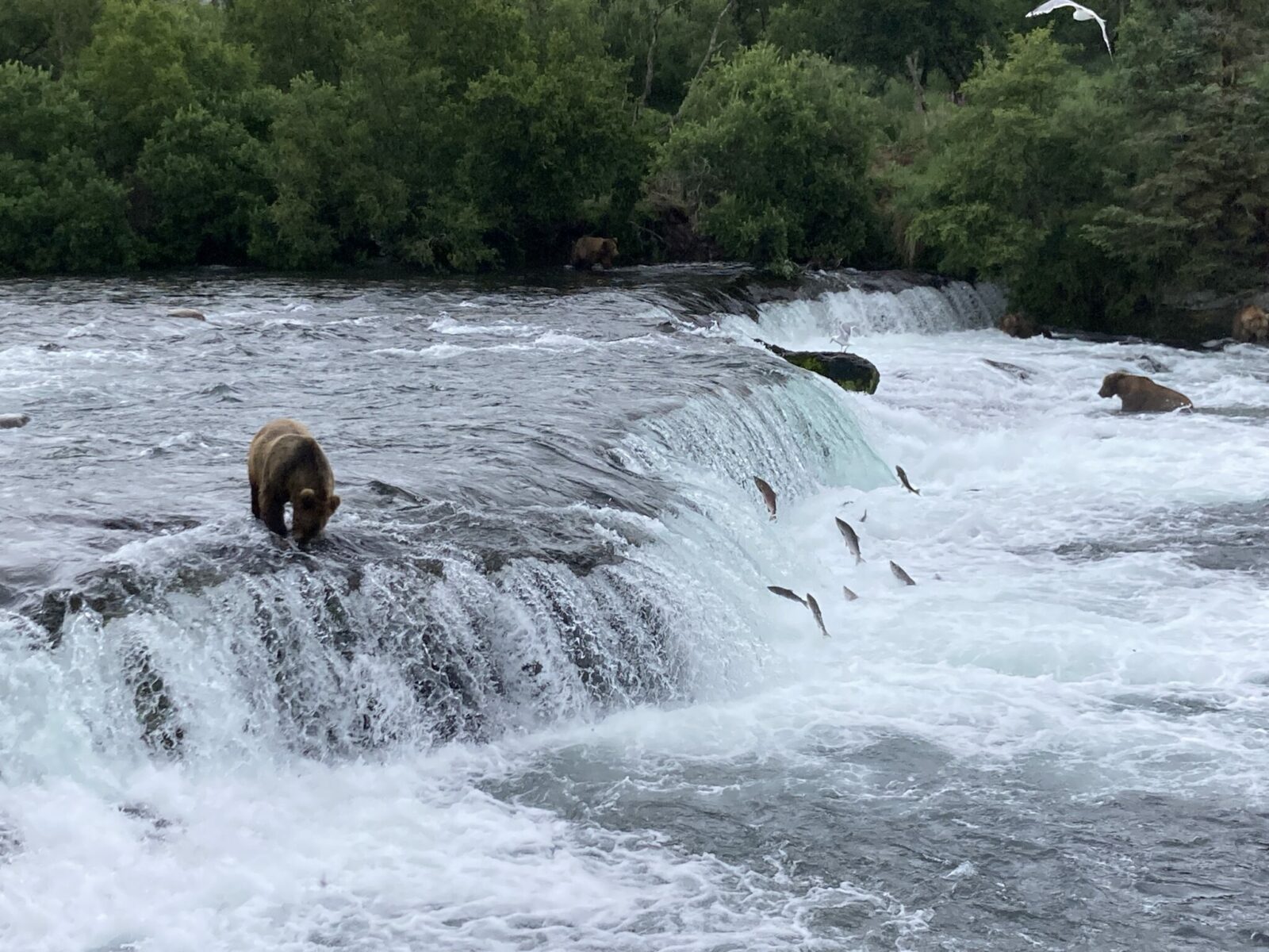 A waterfall with two brown bears, one at the top and one at the bottom and several salmon jumping up the waterfall.