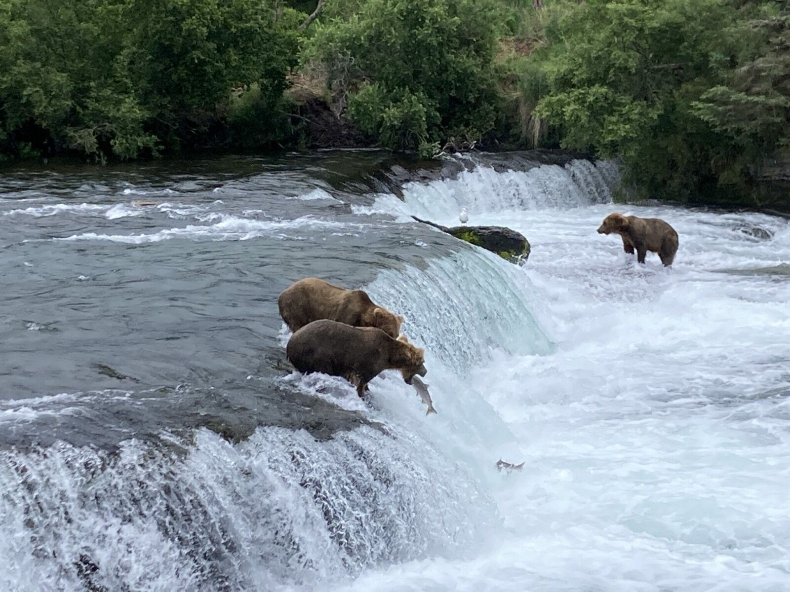 A brown bear at the top of a low and wide waterfall with a salmon jumping into its mouth. Nearby is another salmon trying to make it up the falls and two other bears fishing