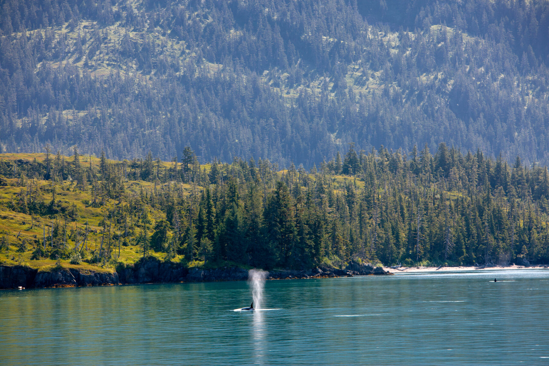 A whale blowing near the forested shore of Prince William Sound near Valdez, Alaska