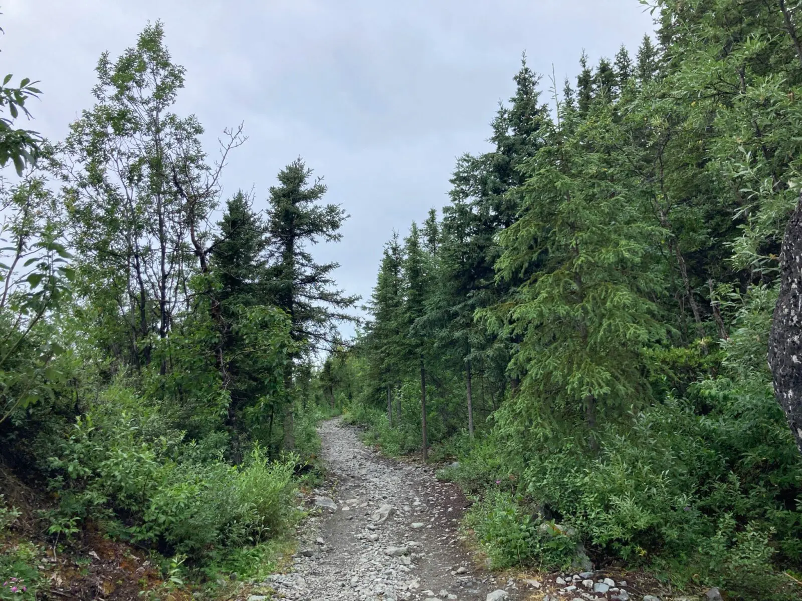 A gravel trail going through the forest on a cloudy day