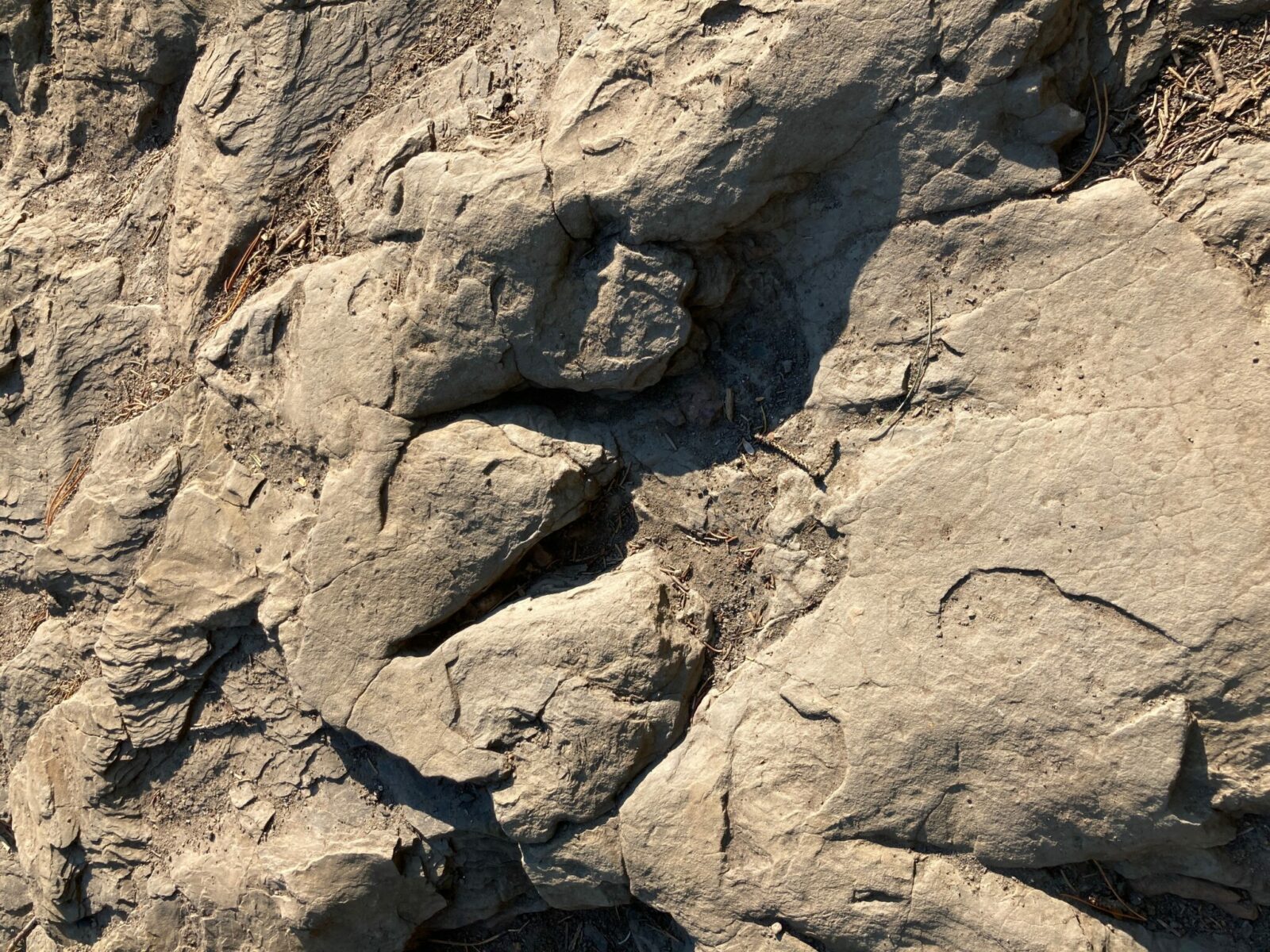 Brown rock with a large 4 toed dinosaur footprint and some dust.