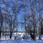 A snowy cross country ski trail in a birch forest with a wooden bridge over a frozen creek at Creamer's field in Fairbanks Alaska. It's a sunny day and in the distance is an open, snowy field, more birch trees and hills.