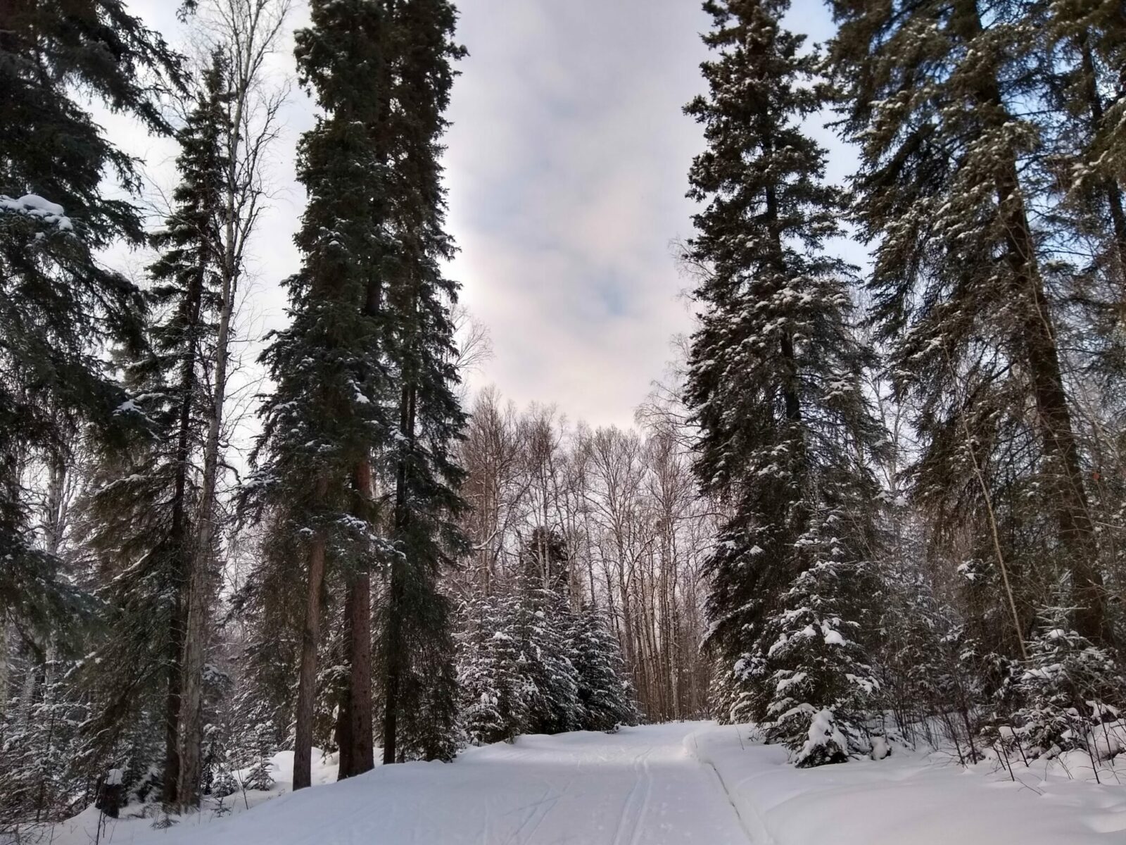 A groomed cross country ski trail through a spruce and birch forest on an cloudy day at the University of Alaska Fairbanks.