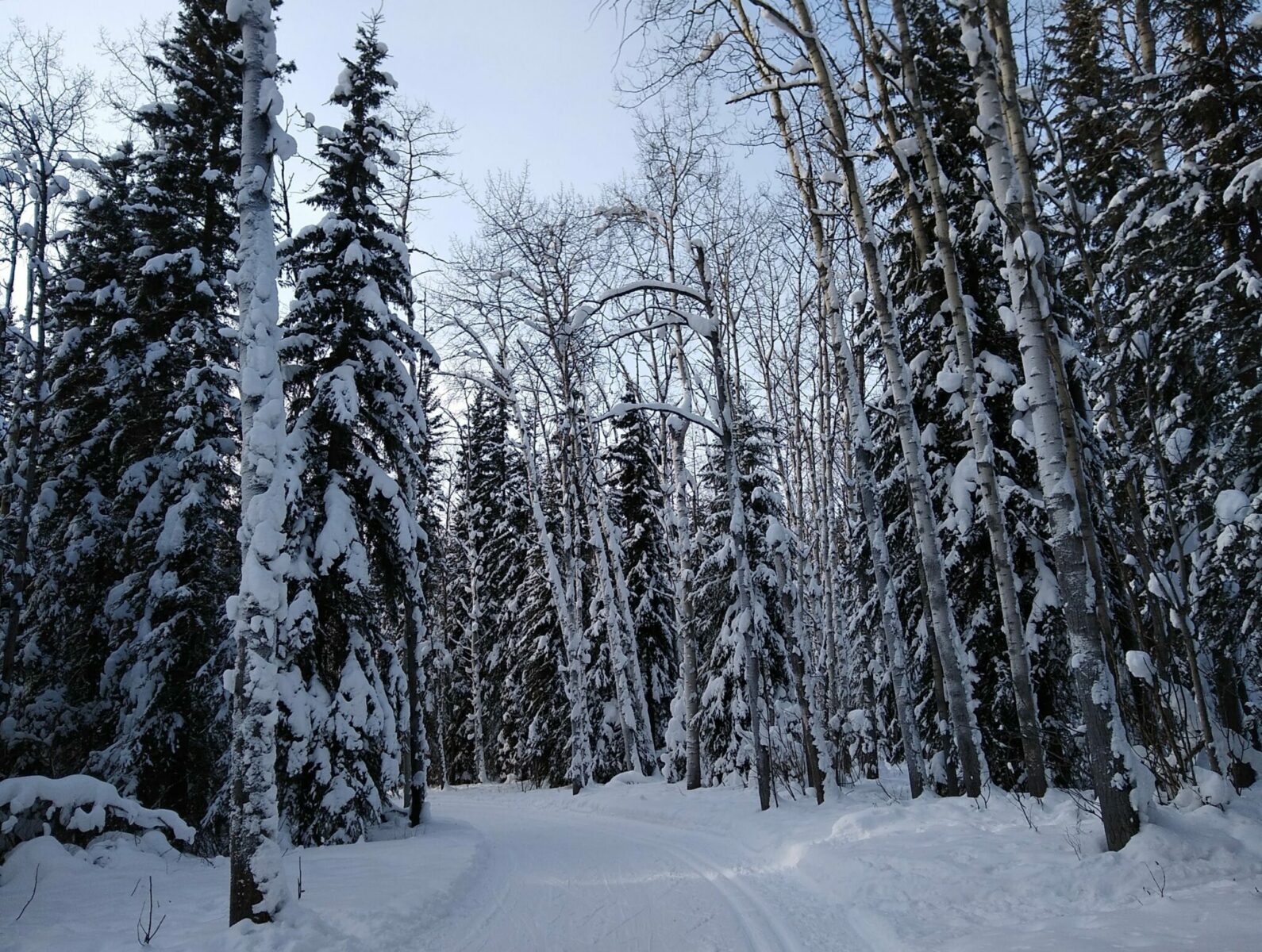 A groomed cross country ski trail through a birch and spruce forest with fresh snow on a partly cloudy late afternoon at Birch Hill ski area in Fairbanks