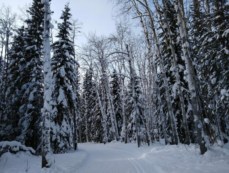 Why March is the Best Time to Visit Fairbanks Alaska Ordinary Adventures
