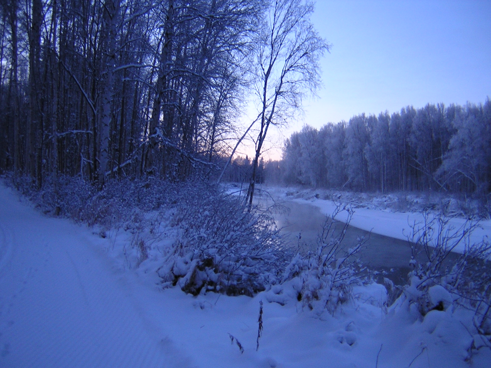 A groomed cross country ski trail through a birch forest along a partially frozen river at sunset. The ski is clear and the trees are frosty and it's getting dark.