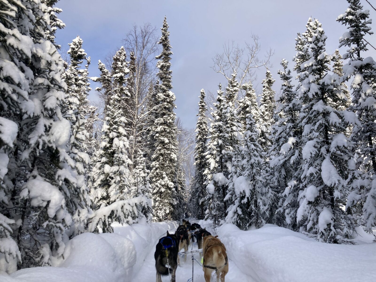 A dog team running along a snowy trail in a snowy forest from the perspective of a person riding in the sled.