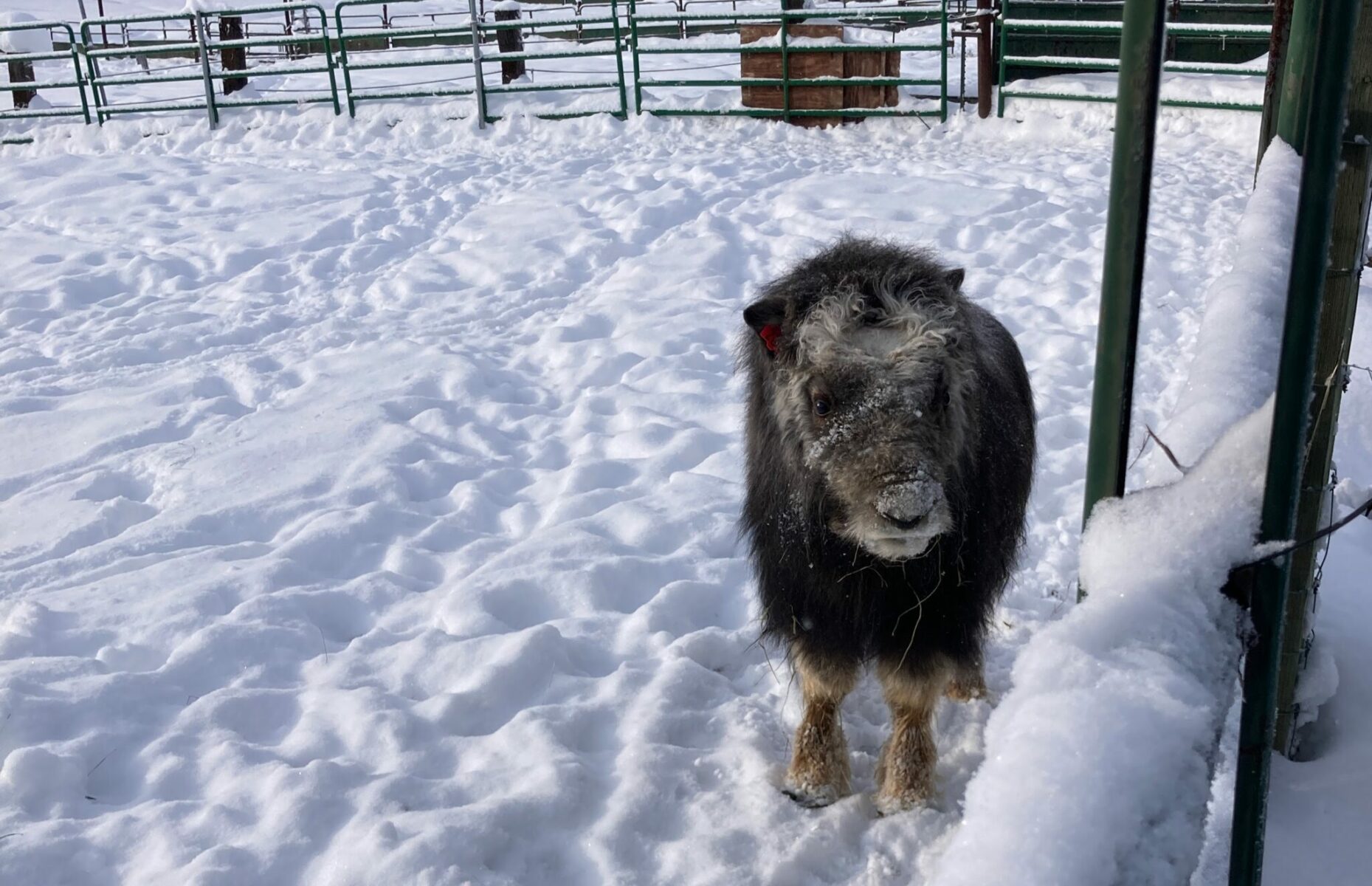 A baby musk ox near the fence at the University of Alaska Musk Ox Farm