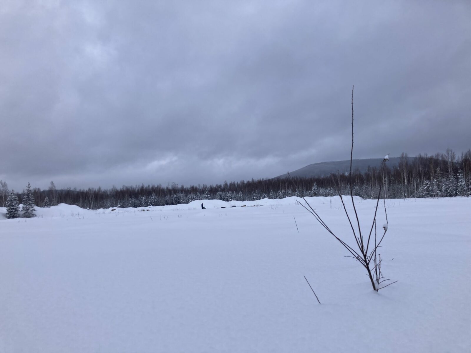 A snowy field with a forest at the edge of it on a cloudy day. A dog sledding team is just visible in the distance.