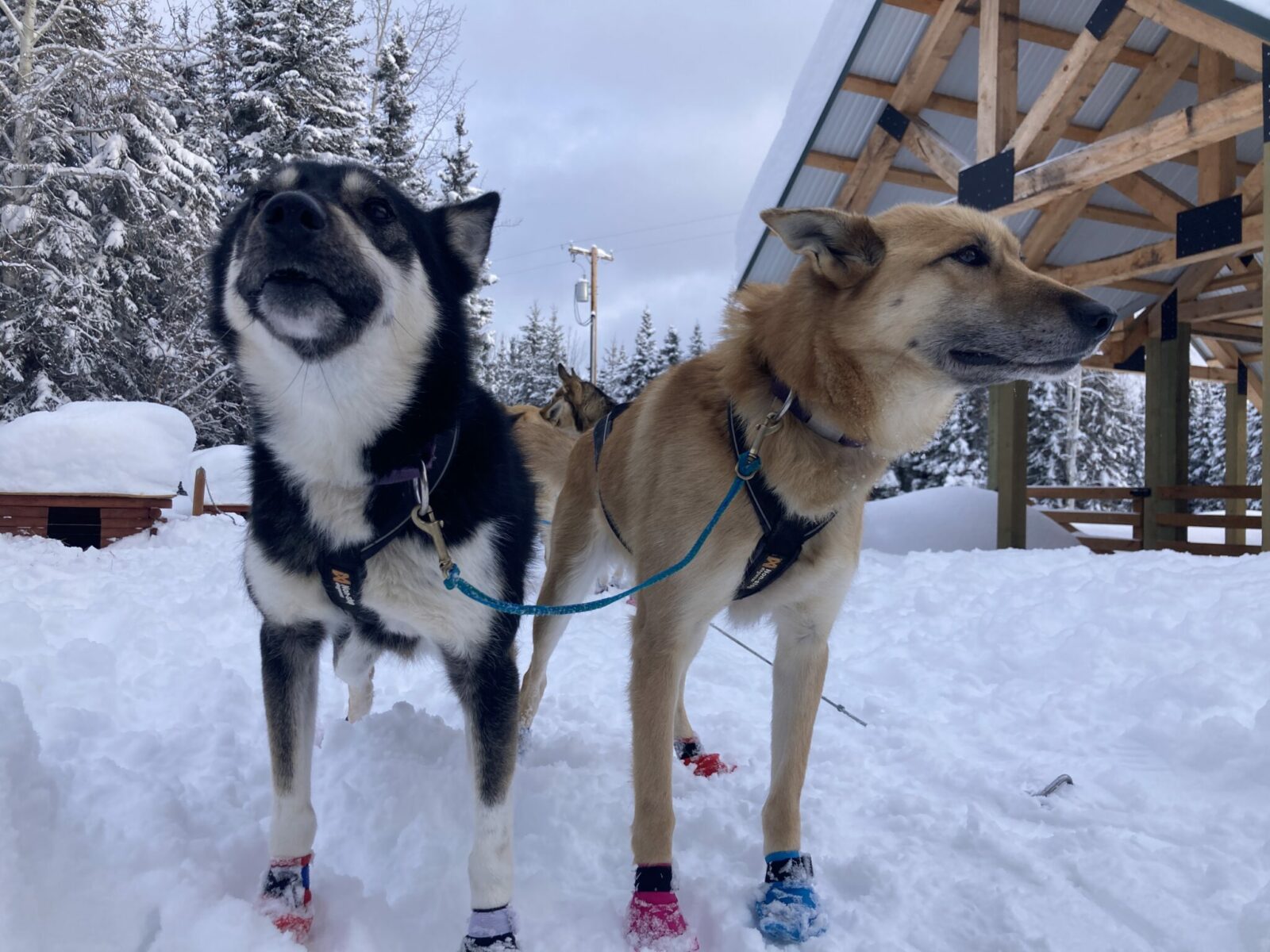 Two lead sled dogs reaady to go. They are attached by harnesses to a line and are wearing fleece booties. They are waiting to run from the dog yard. One dog is brown and white and the other is black and white