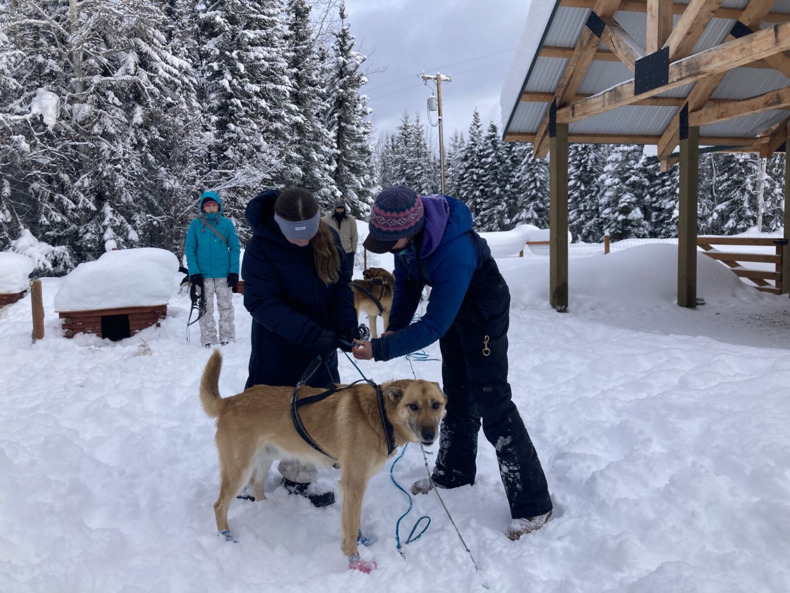 Dogs being connected to harnesses and a dog sled and chena outdoor collective near fairbanks. A child and a guide are attaching the dog to the line while another child and guide watch behind