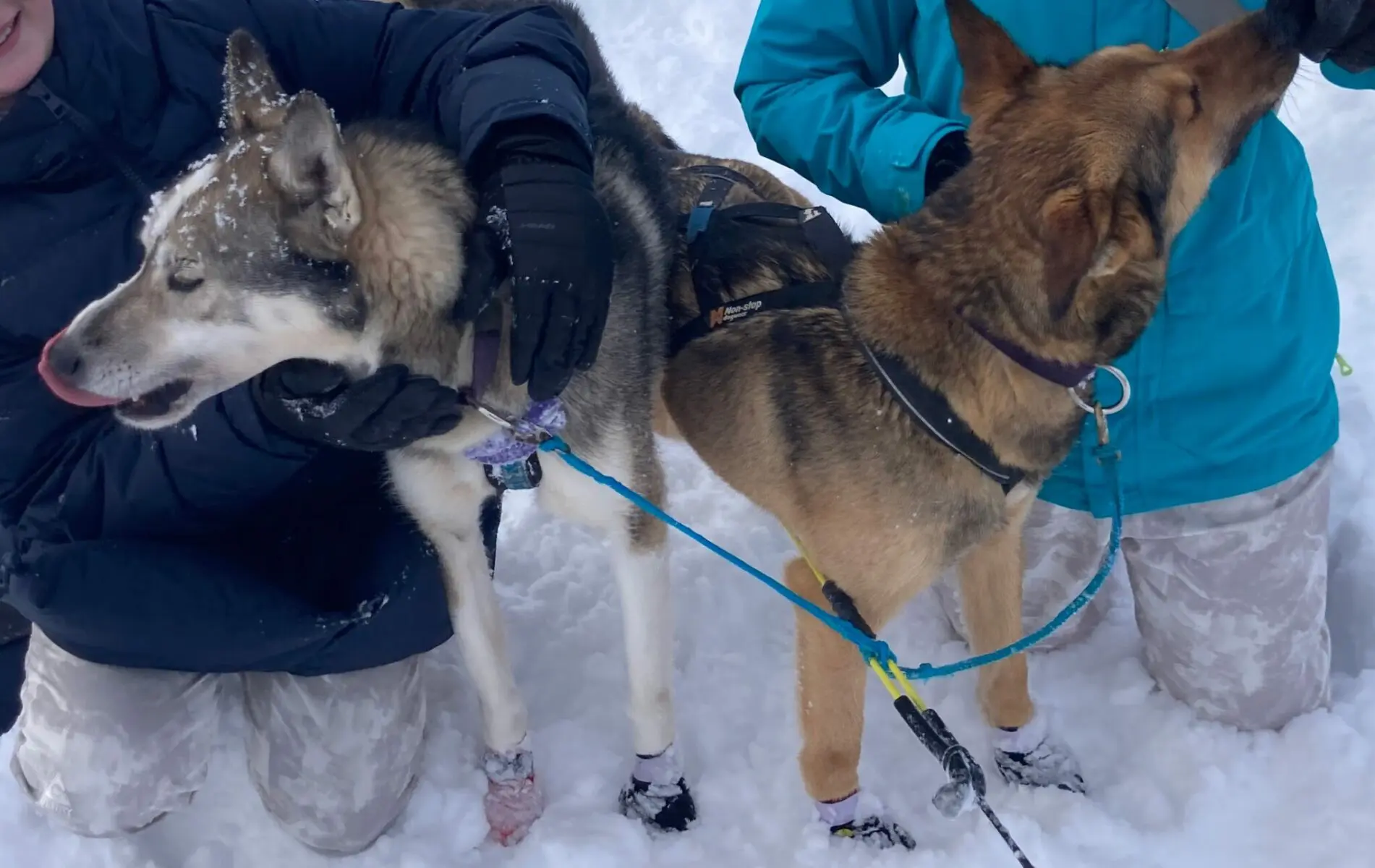Two sled dogs, one brown and black and one back and white, connected to a dog sled. People are petting each dog, though only their gloved hands are visible