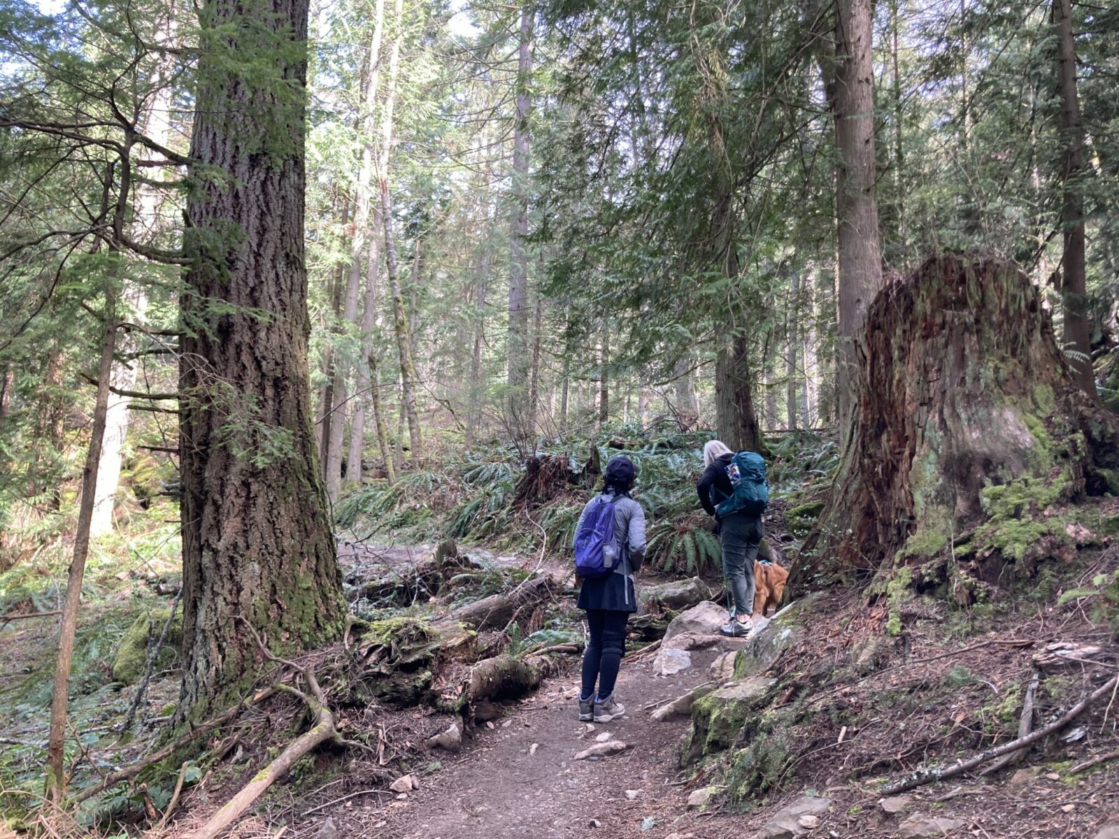 Two hikers and a dog on a forested trail with ferns and a few rocks on the trail