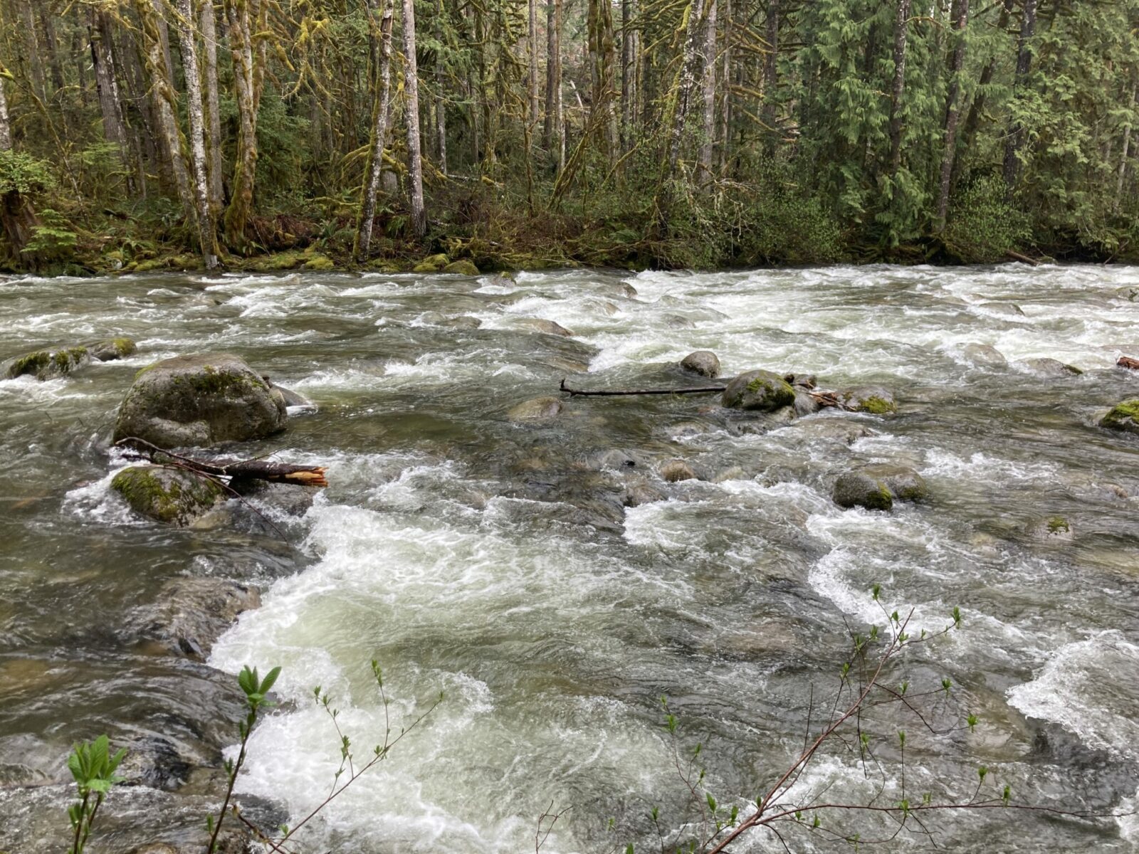 A close up view of a rushing river from the river bank. There are rocks and ripples of water in the river and a forest on the other side.