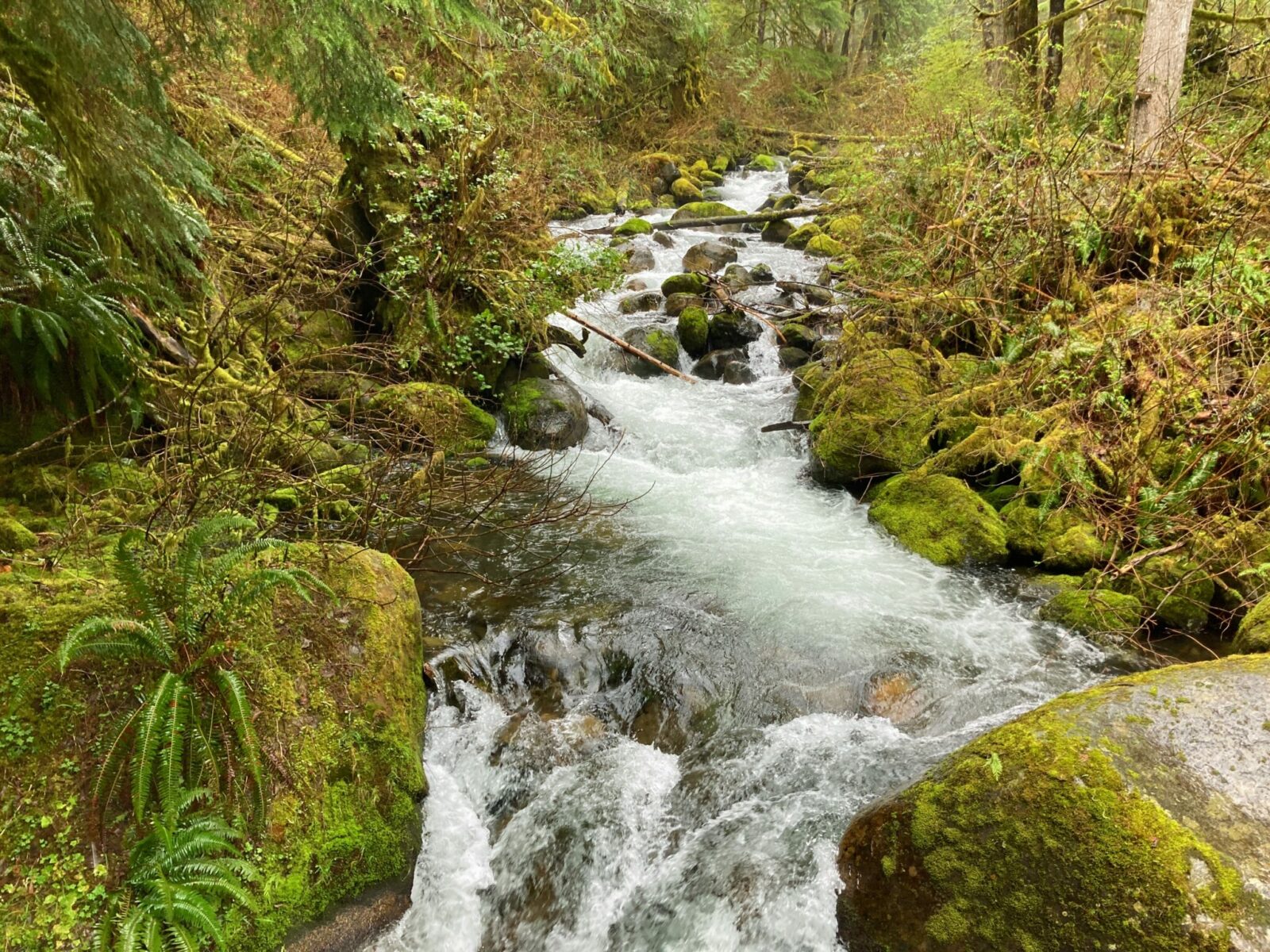 A river with a small rippled waterfall over moss covered rocks in the forest.