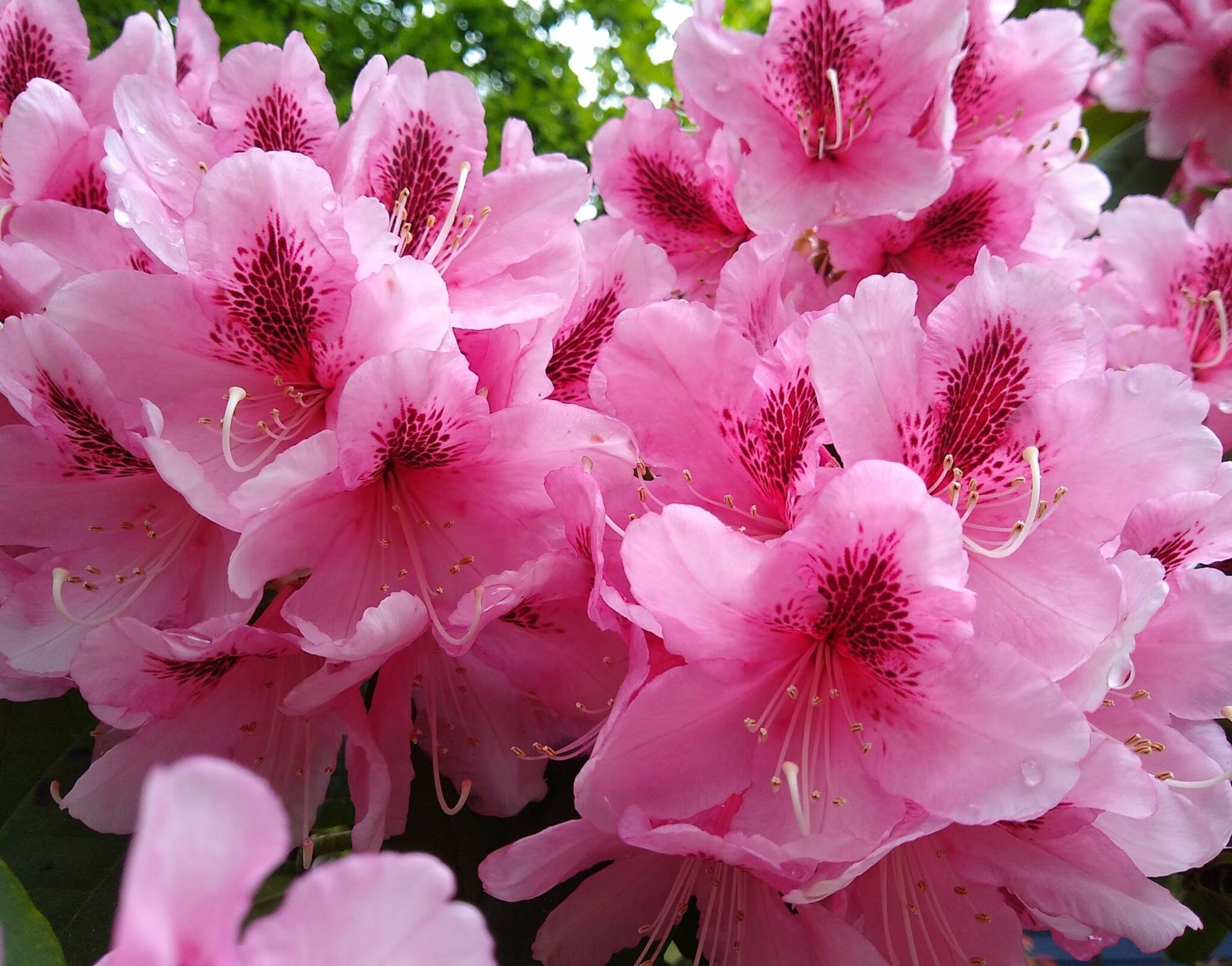 14 Fun Things to do on Bainbridge Island with or without a car Ordinary Adventures