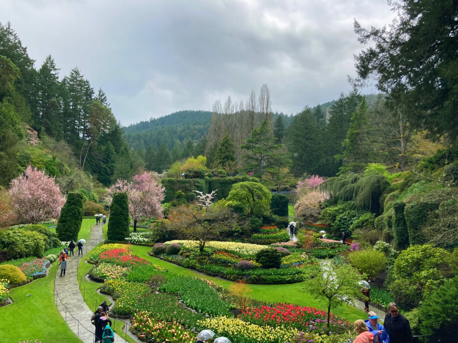 A view from above of Butchart Gardens sunken garden in Victoria BC. There is a flagstone path with a few people on it, flowering cherry trees and tulips below with a forested hillside in the distance