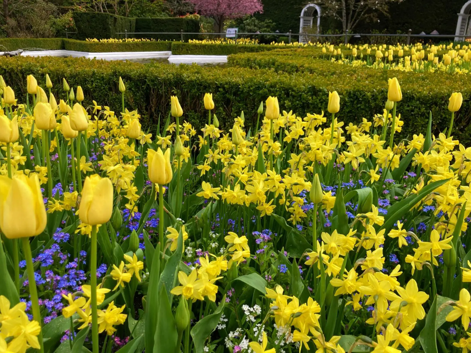 Bright yellow daffodils and tulips fill the frame with a green hedge visible behind it