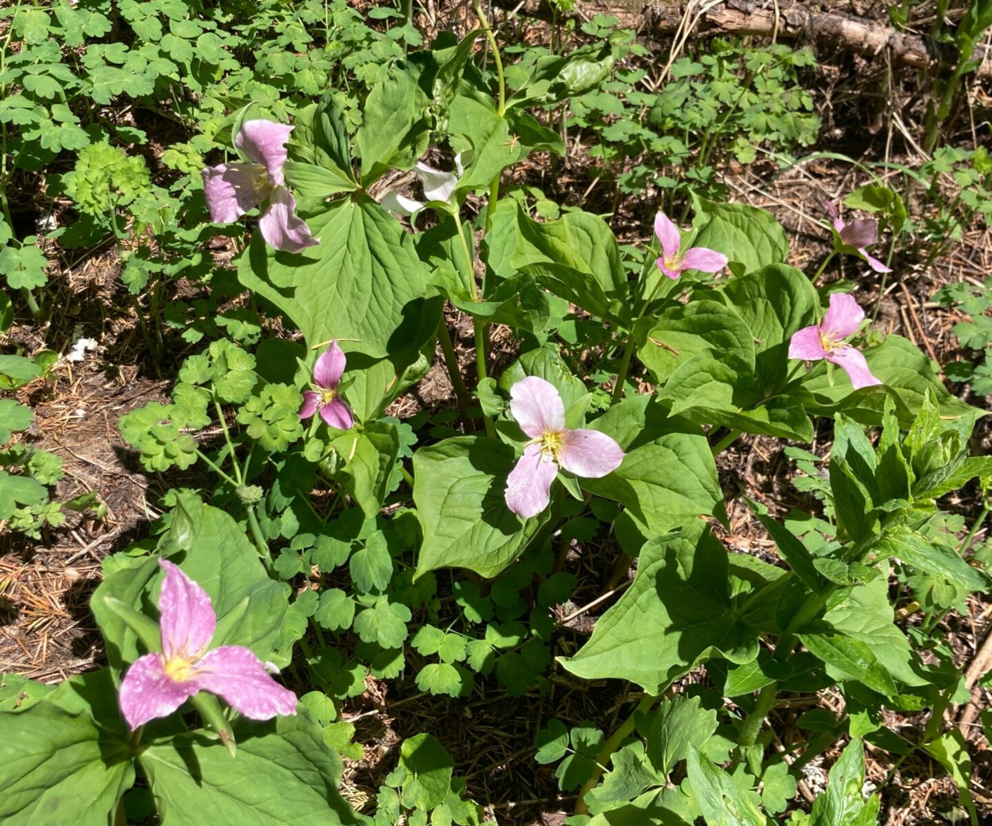 Several light purple trillium flowers with green leaves in an alpine meadow