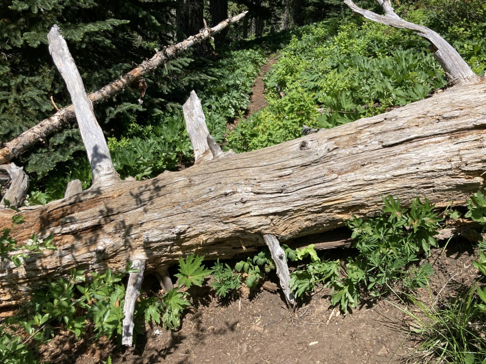 a two foot diameter log fallen across a dirt trail in bushes