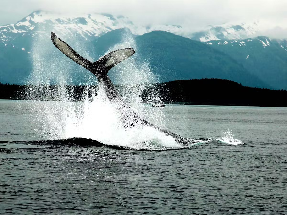 A humpback whale tale in the air as the whale dives with a big splash. The tail is black with white markings and you can see mountains in the background on a cloudy day.