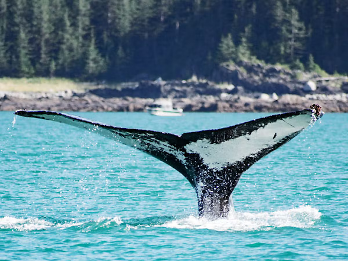 The tail of a humpback whale diving and showing white markings