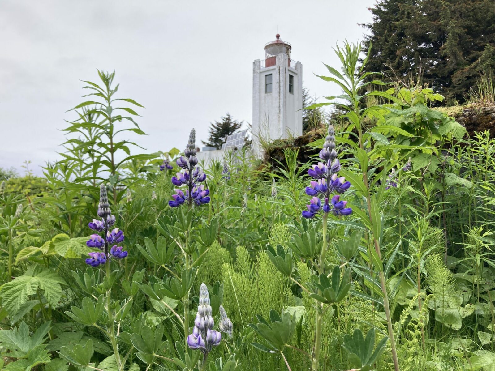 A white lighthouse with a red top and purple wildflowers in the foreground