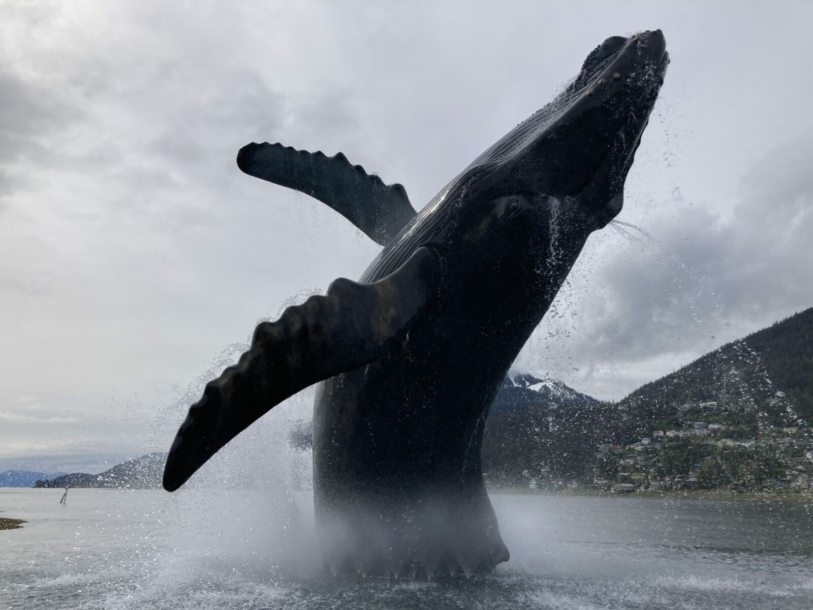 A very realistic humpback whale sculpture in the middle of a fountain in Juneau Alaska.