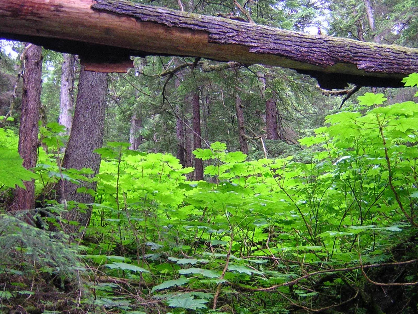 An evergreen forest with devil's club and a fallen log