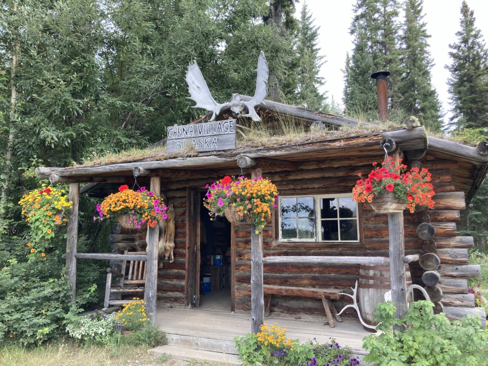 A log cabin with a porch and a grass roof with moose antlers on top. There are several colorful hanging baskets in front and a sign says "Chena Village Alaska"