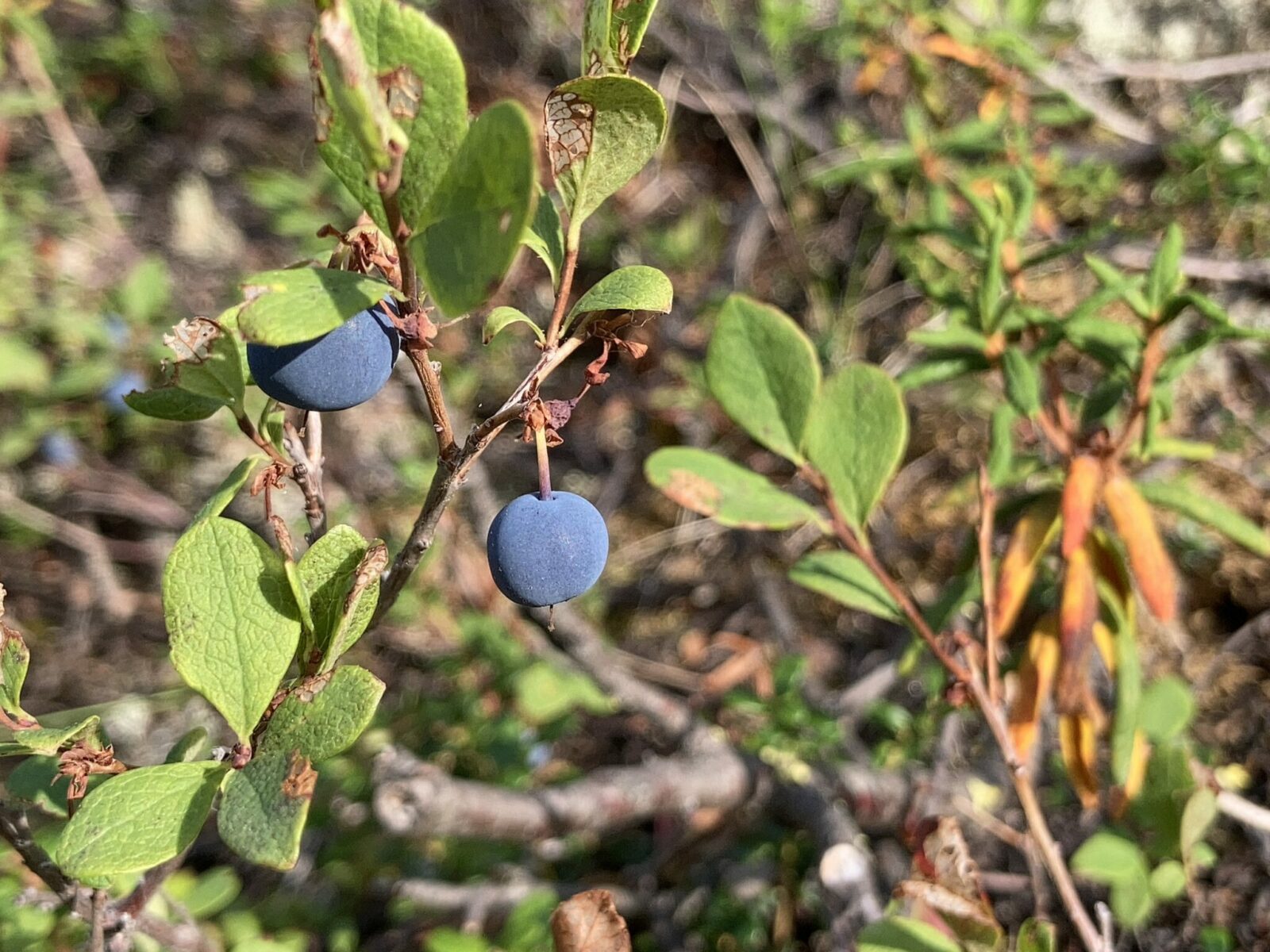 A close up of two blueberries on a green blueberry bush, with out of focus vegetation in the background