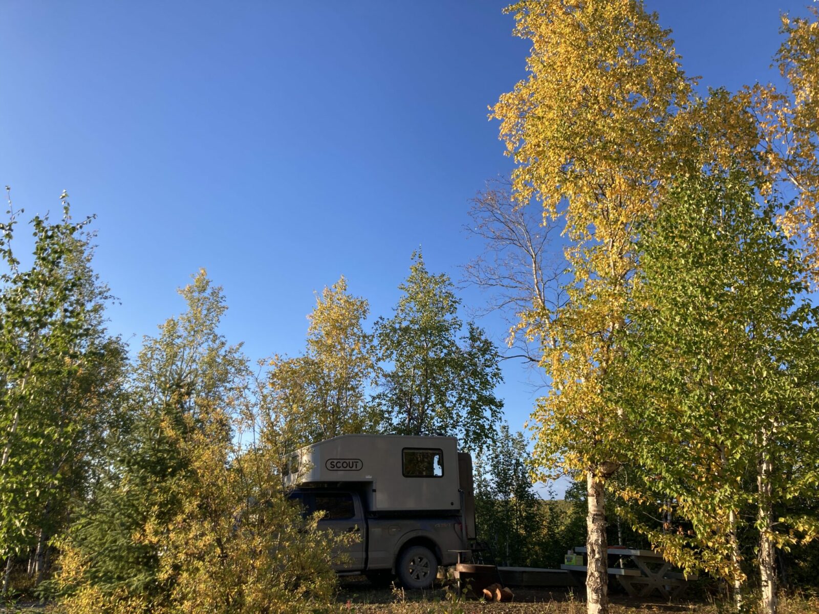 A pick up camper at a campsite surrounded by golden birch trees on a sunny fall day.