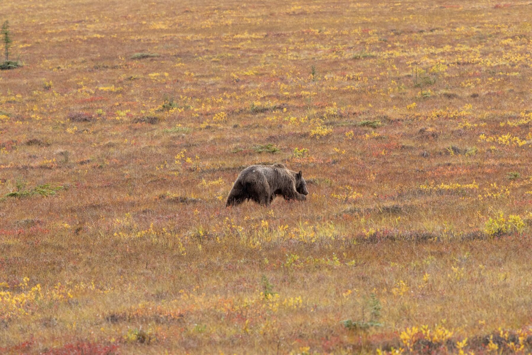 A brown grizzly bear walking thorugh the red, brown and yellow tundra in fall near the Dempster highway