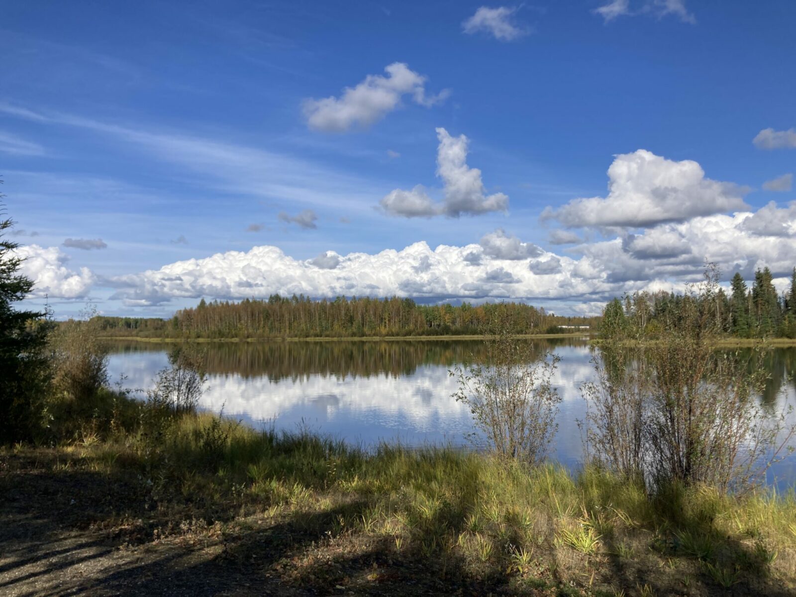 A calm lake with white clouds and blue sky reflected in it with forest on the far side and bushes and grasses in the foreground.