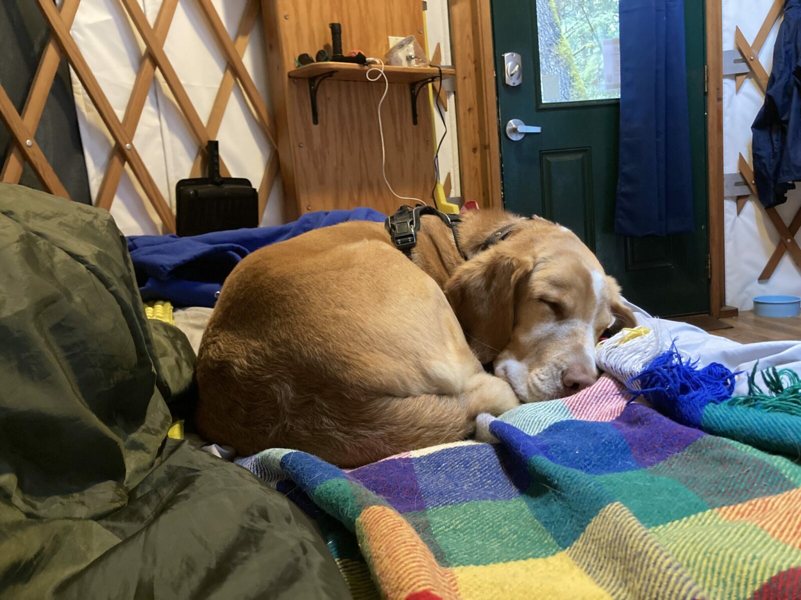 A tan and white dog curled up and sleeping on a rainbow blanket in a yurt