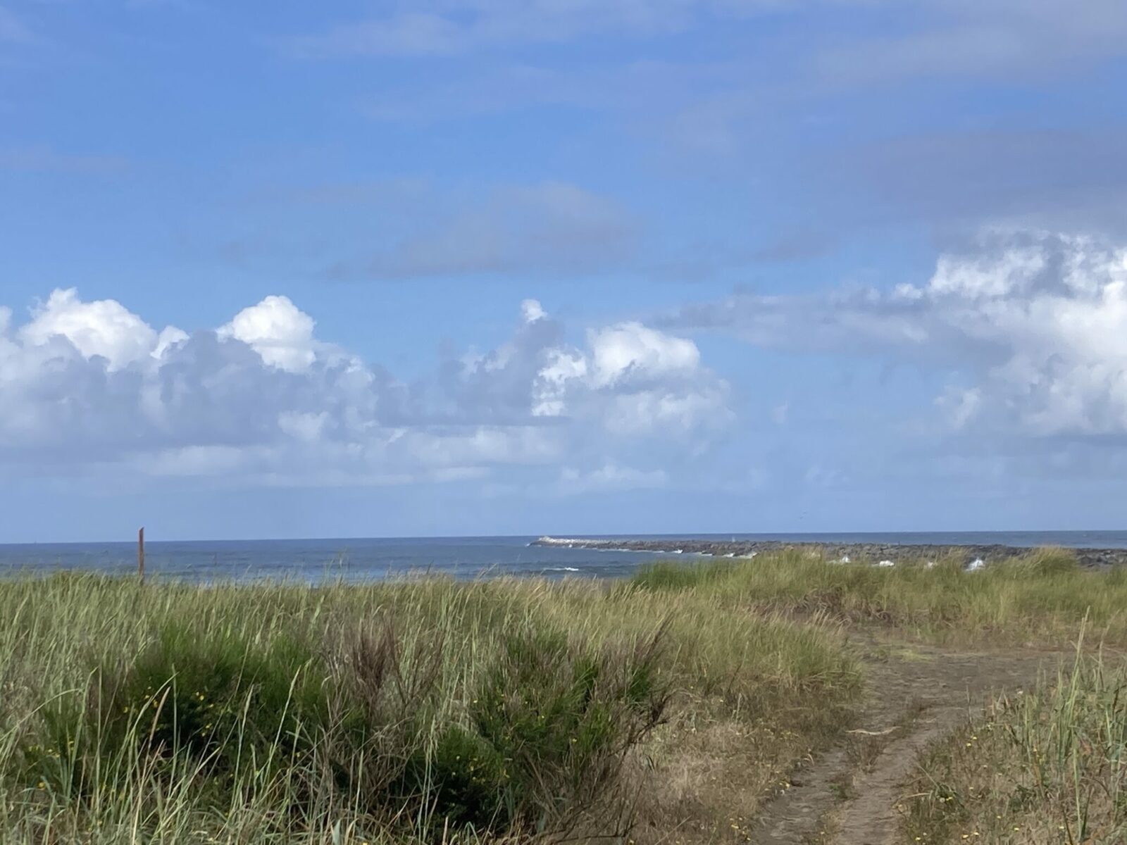 Grass in thef oreground, a rock jetty and the ocean beyond in Westport on a sunny day with white puffy clouds.