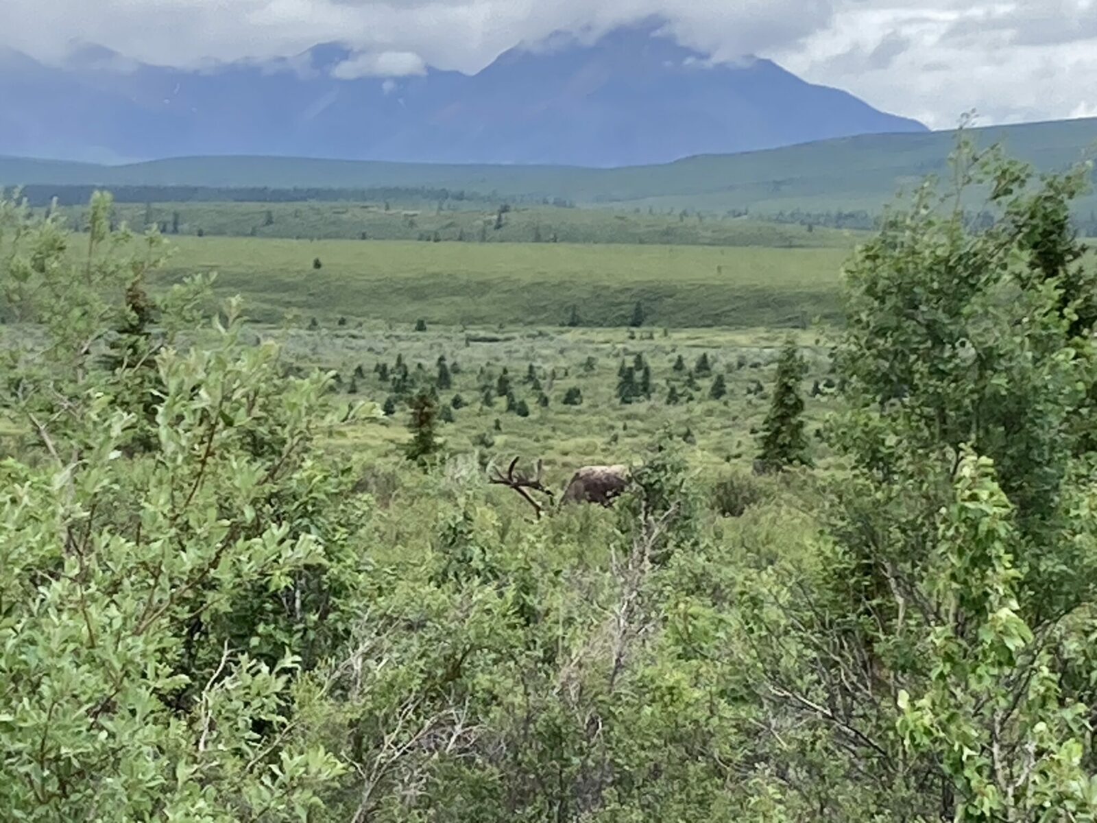 A caribou with its head in. abush surrounded by bushes on a cloudy day