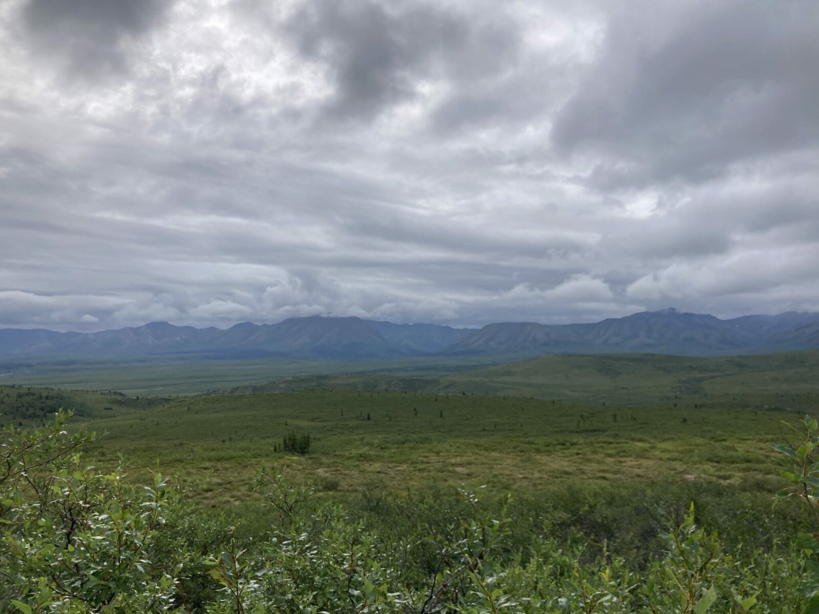 tundra with green shrubs and  a few trees with distant mountains on an overcast day in Denali National Park