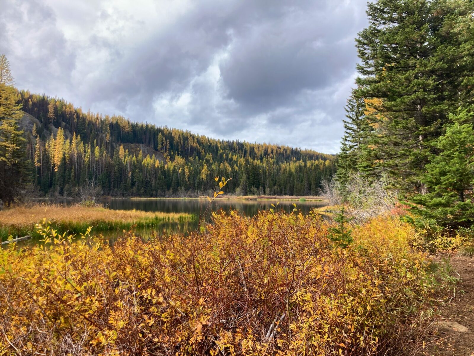 Golden shrubs with a small lake surrounded by evergreen trees and golden larches