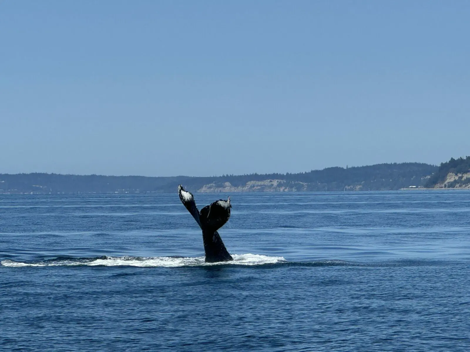 The tail of a humpback whale diving into the water with the shore of Whidbey Island in the background