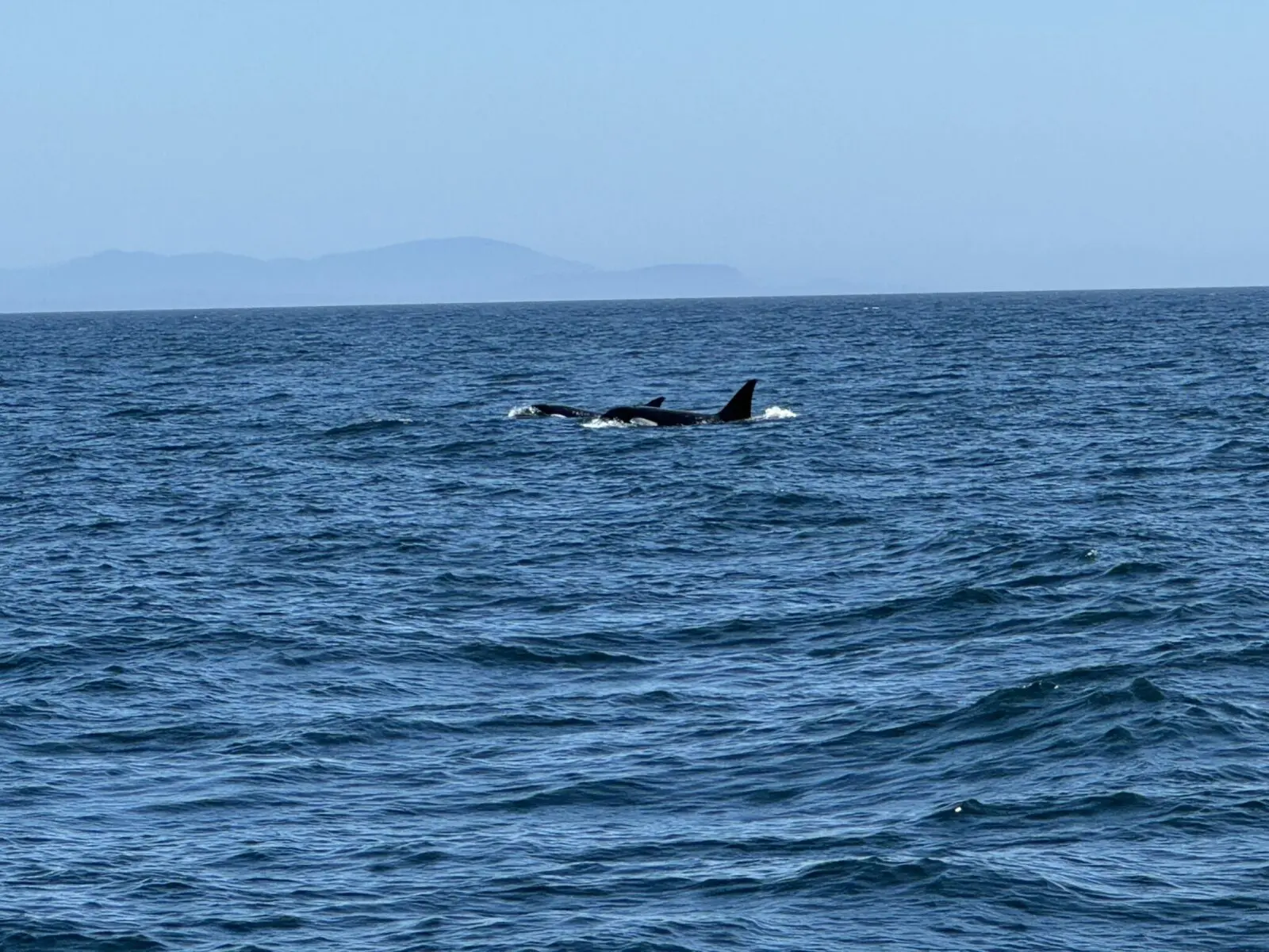 Two orcas coming out of the water with distant islands