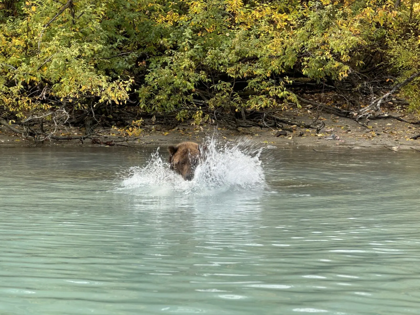 The head of a brown bear splashing into a lake.