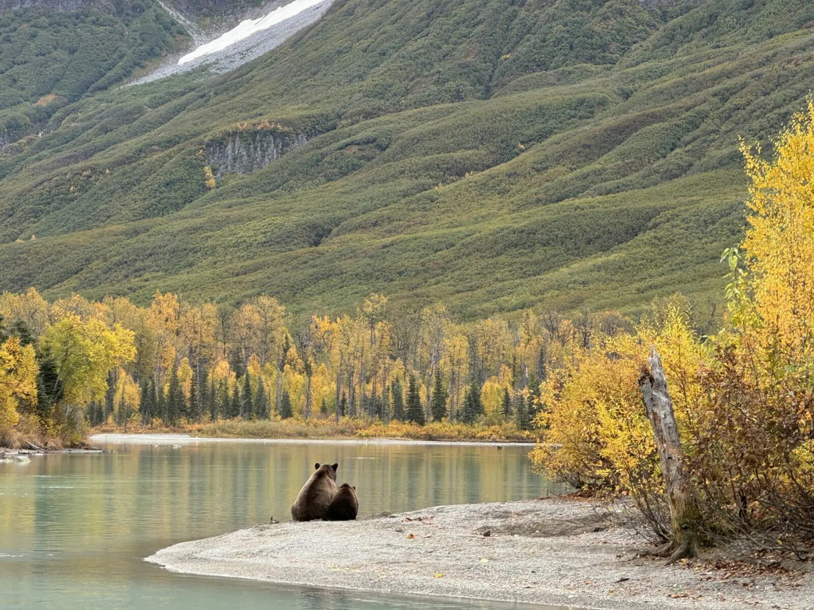 Two brown bears, a mother and cub, sitting on the beach next to a river facing away from the camera. There are evergreen trees and golden fall birch trees along the river and a mountainside in the background.