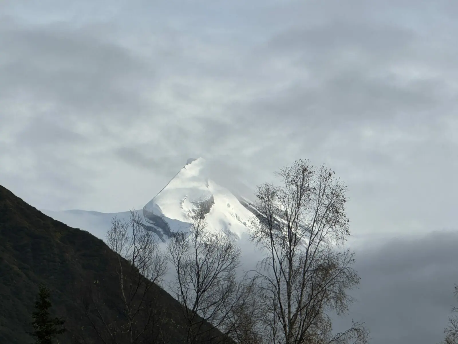 A snow and glacier capped volcano peaking out of the clouds on a mostly cloudy day with a tree in the foreground.